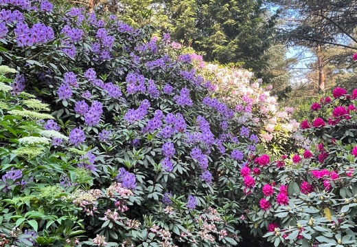 Rhodondendronpark Jansen